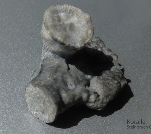 20160505-Liste-87-Koralle-Seelilie-1-Steinbruch-Oege-16g-10x15-92KB