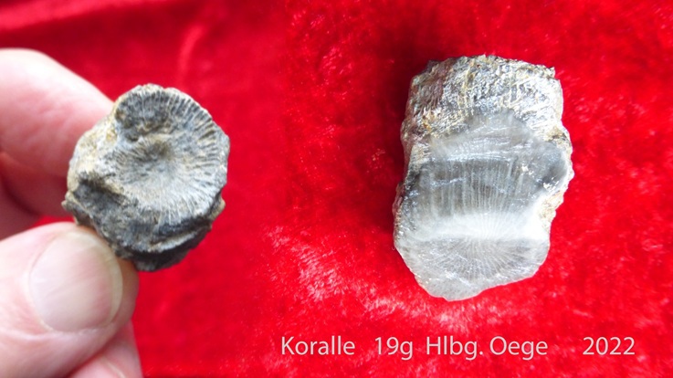20220403-Liste-169-Koralle-aus-Hlbg.Oege-19g-121KB